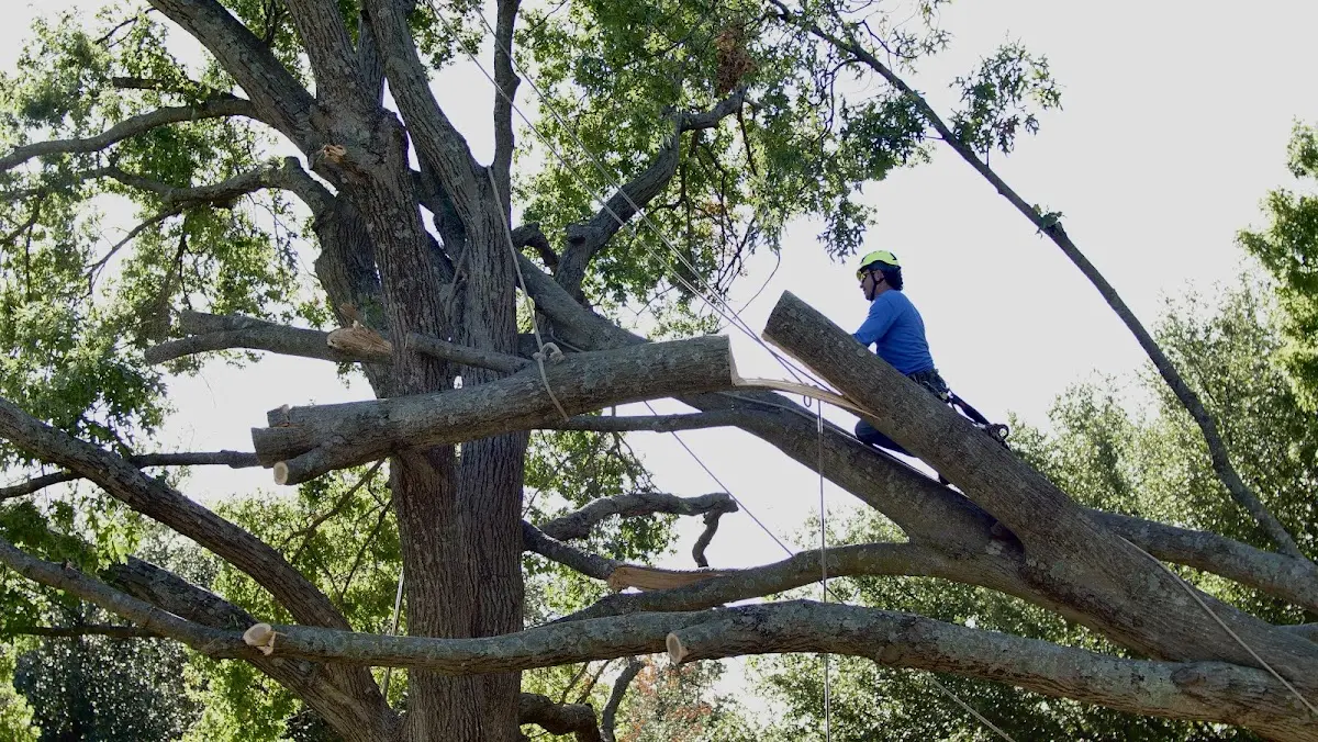 Professional Crown Thinning performed by certified arborists in Decatur
